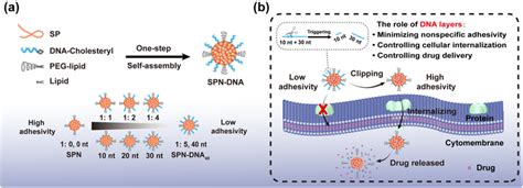 Figure S6 Inhibitors For Each Endocytosis Pathway Of Nps Dynasore Is