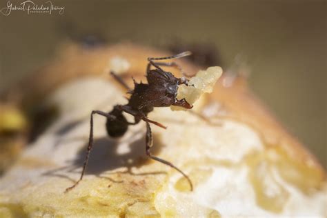 Atta sp. – Gabriel Paladino Ibáñez | Collections, Science & Photography