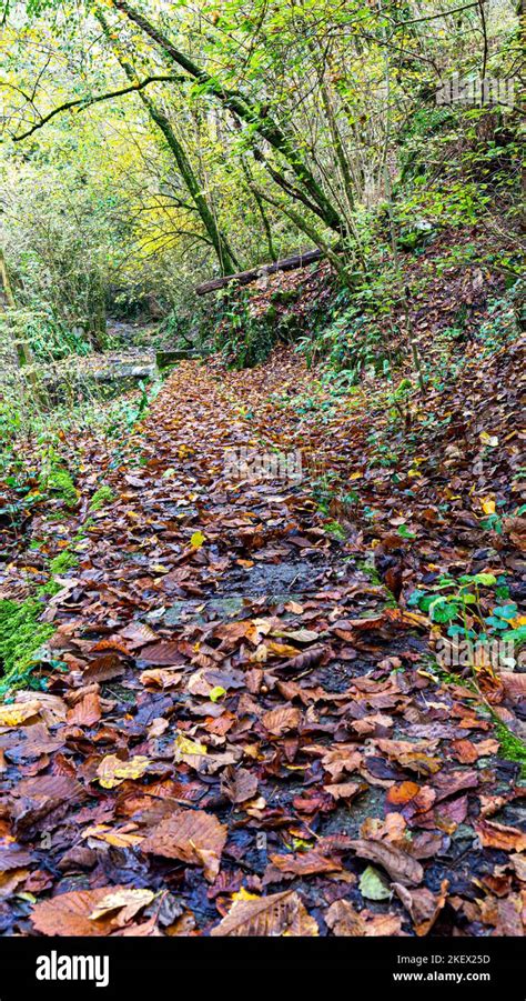 Dense forest of plants and dried leaves on the ground Stock Photo - Alamy