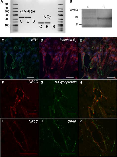 Brain Endothelial Cells Express N Methyl D Aspartate Nmda Receptor