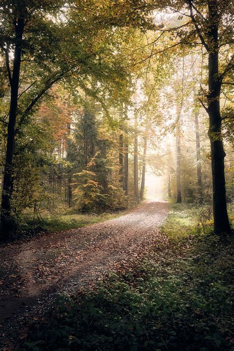 Great Composition Tips For Fall Forest And Woodland Photography