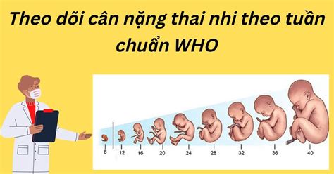 Các điểm Quan Trọng để Lưu ý Về Cân Nặng Thai Nhi Theo Tiêu Chuẩn Quốc