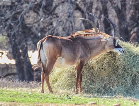 Cannundrums: Roan Antelope