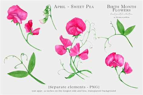 April Birth Flower Sweet Pea