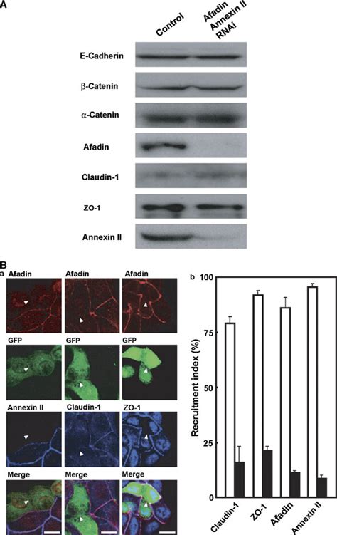 Involvement Of Afadin In The Formation Of Tjs In Annexin Ii Knockdown