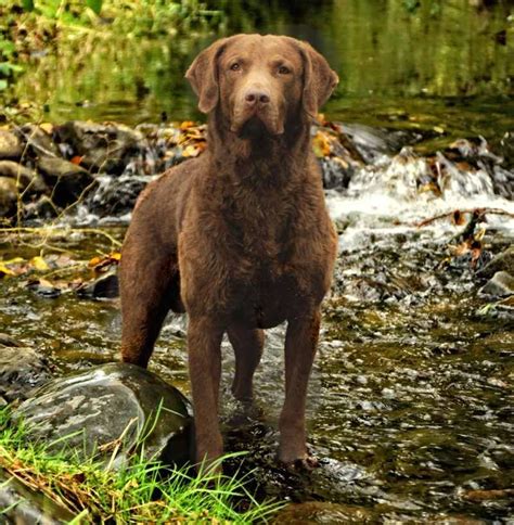 A Large Breed Of Dogs Chesapeake Bay Retriever