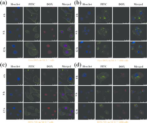 Laser Confocal Microscopy Images Of MCF 7 And MCF 7 ADR Cells A And