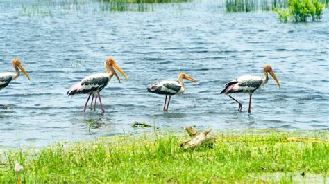 Premium Photo | Kumana national park with lake and birds