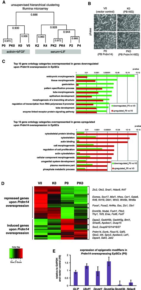 Gene Expression Changes Upon Prdm14 Overexpression In EpiSCs A