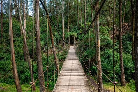 Hanging Wooden Bridge in the Forest Stock Photo - Image of natural ...