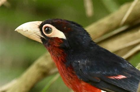 Birding Safaris In Rwanda Safaris Rwanda Safari Birding In Rwanda