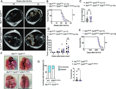 Constitutively Increased Nf B Activation Did Not Affect The Onset And