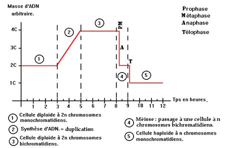 Brassages génétiques Méiose ADN