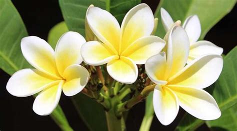 Plumeria Tree: Flower, Fertilizer, Cutting Propagation and Care Guide