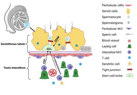 Overview Of The Testicular Stem Cell Niche The Interstitial Region Is