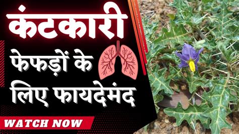 Kantakari Plant Benefits Solanum Surattense Fefdo Ko Majboot Karne