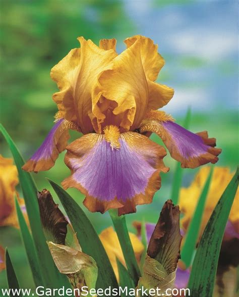 Bearded iris - Brown lasso; German bearded iris – Garden Seeds Market ...