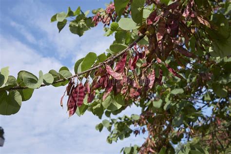 Cercis Siliquastrum Tree with Fruits Stock Image - Image of nature, judas: 135525753