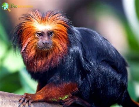 Golden-Headed Lion Tamarin Characteristics | Leontopithecus Chrysomelas ...