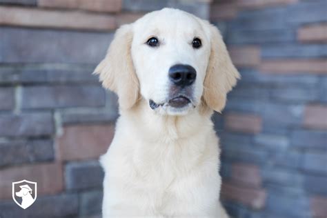 10 Things You Need to Know Before Getting a White Golden Retriever ...