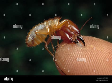 Termite Macrotermes Michaelseni Soldier Biting Mans Hand South Africa