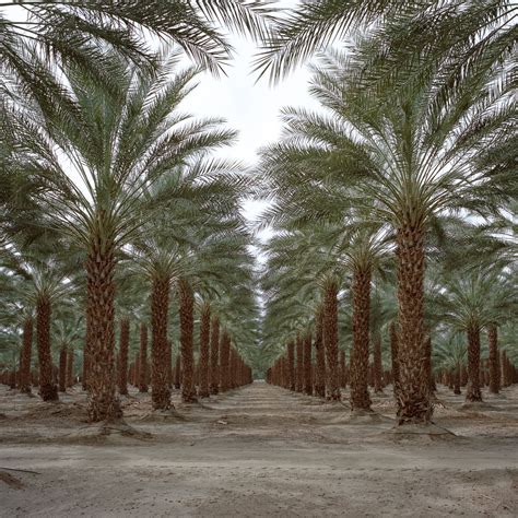 Date Palms Mecca Ca 2018 Mamiya 6mf 50mm F4 Kodak P Flickr