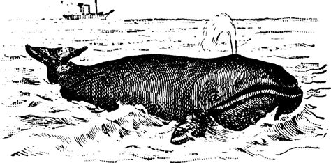 Whale, vintage illustration. 13813706 Vector Art at Vecteezy