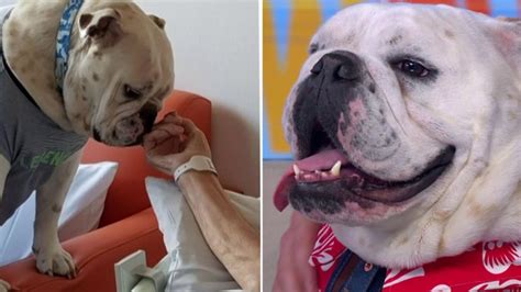 George The Deaf Bulldog Is Cheering Up Palliative Care Patients In Port