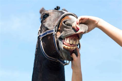 7 Important Things You Should Know About Horse Teeth