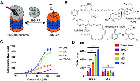 20S Proteasome