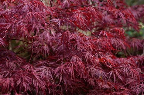 Acer Palmatum Dissectum Atropurpureum Redpurple Weeping Japanese Maple Blerick Tree Farm