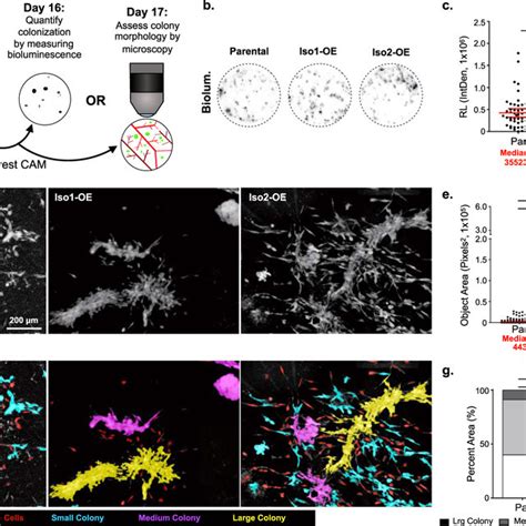 Full Length Alcam Alcam Iso1 Mediates Tumor Cell Cohesion A Download Scientific Diagram