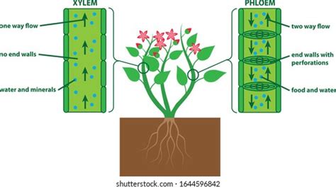 Phloem And Xylem In Plants