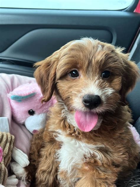 Interstate Pet Transportation Service in Arizona | Pet2Vets