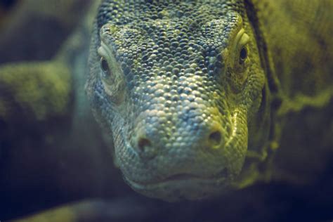 130+ Komodo Dragon Venom Stock Photos, Pictures & Royalty-Free Images ...