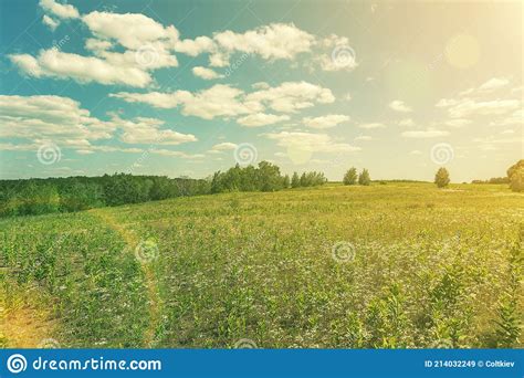 Beautiful Meadow Field With Fresh Grass And Yellow Dandelion Flowers In