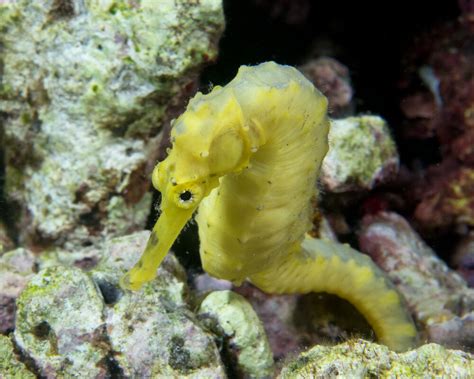 Hippocampe doré Hippocampus kuda Poissons marins Vie marine