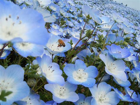 16 Must-See Flower Gardens Around Japan (2023 Edition) | tsunagu Japan