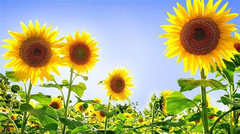 Sunflower Minimalist Wallpapers - Top Free Sunflower Minimalist ...