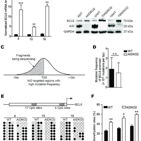 The Stabilized Aid Dnmt Complex Suppresses Bcl Expression In Dlbcl