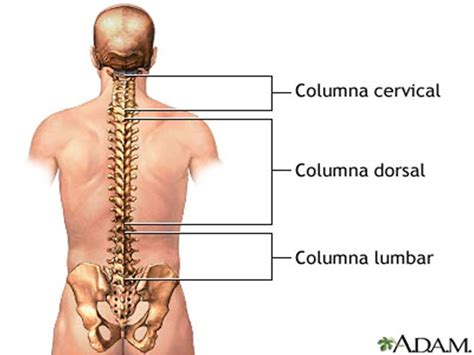 Educación Física Colegio San Ignacio Tema 1 Columna Vertebral