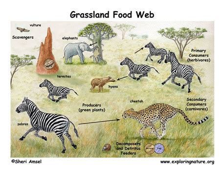 Food Web - Grassland Biome