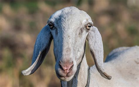 Photo Of Goats Head · Free Stock Photo