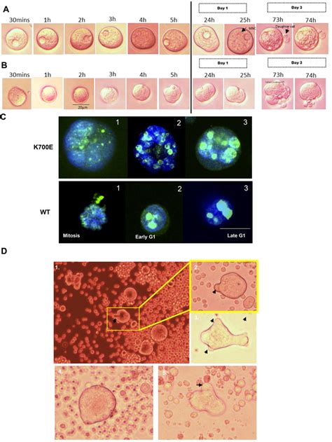 The Giant Cells Produce Small Sized Progeny Cells K562 Cells With Download Scientific Diagram