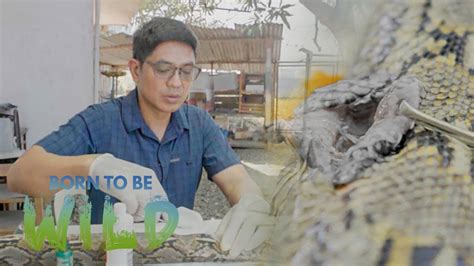 Examining A Rescued Snakes Large Wound In Cagayan De Oro Born To Be