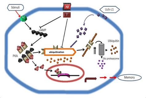 Scheme Depicting How Uch L Affects Pka Activity Enhances Pcreb