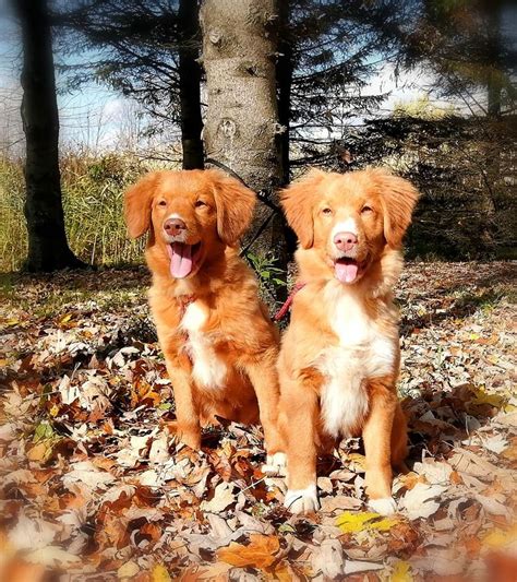 Chien Retriever De La Nouvelle Ecosse Tuffntendr Worth A Penny