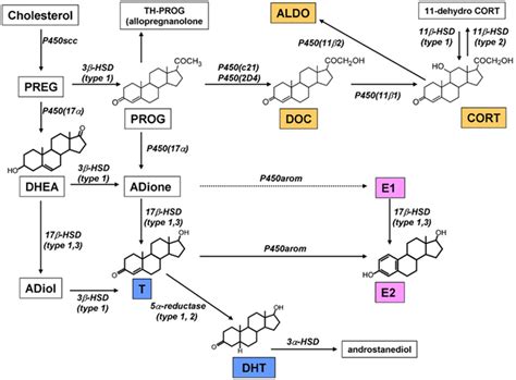 Frontiers Hippocampal Synthesis Of Sex Steroids And Corticosteroids Essential For Modulation