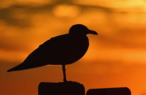 Assateague Island National Seashore Va — Jim Clark Photography