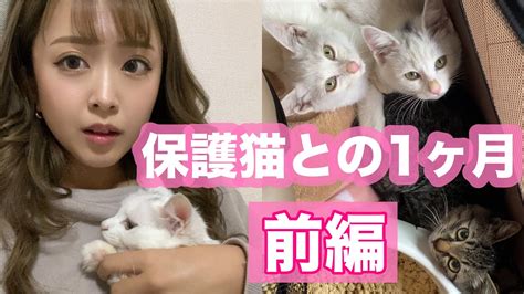 【子猫を保護しました】保護猫との生活 前編 Youtube